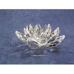 Waterlily Small