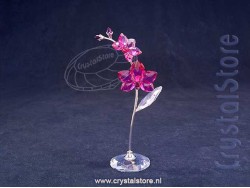 Bloemendromen Orchidee groot