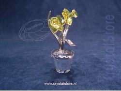 Narcissen - Rhodium