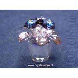 Primula Rhodium Blue