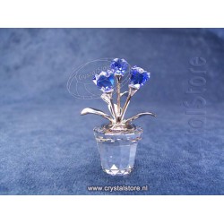Forget-me-not 
