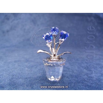 Forget-me-not 
