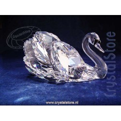 Graceful Swan