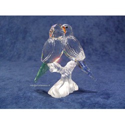 Budgies 