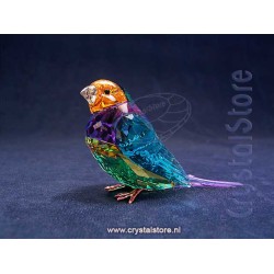 Idyllia SCS Gouldian Finch Small