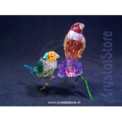 SCS Annual Edition 2024 Idyllia Gouldian Finches