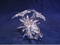 Edelweiss (Signed)