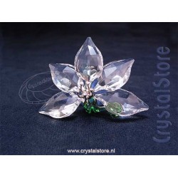 Orchid - Renewal gift 2013