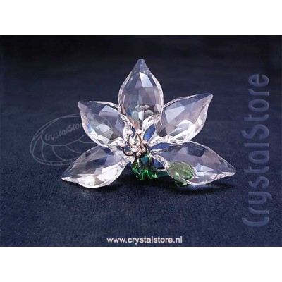 Orchid - Renewal gift 2013