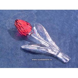 Tulp rood 