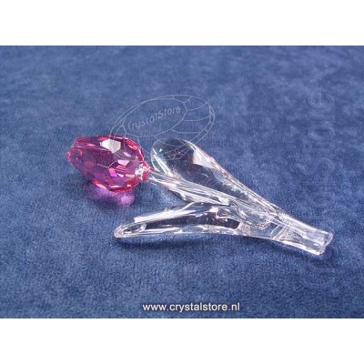 Tulip pink