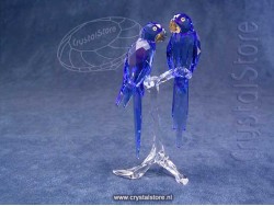 SCS - Hyacinth Ara's - Macaws