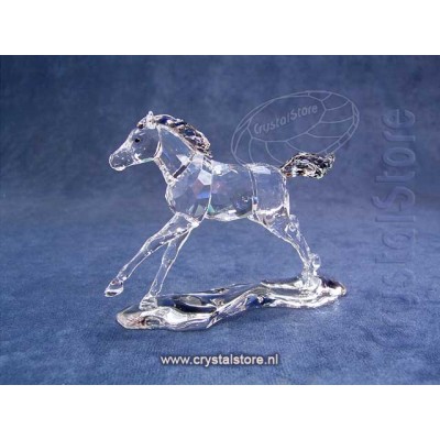 SCS Foal 2014