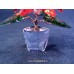 Poinsettia - Kerstster