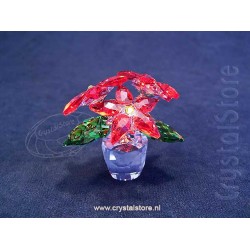 Poinsettia
