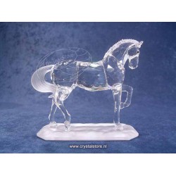 Arabian Stallion