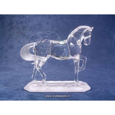 Arabian Stallion