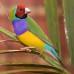 Gouldian Finches, Peridot