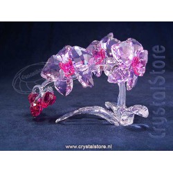Crystal Flowers Orchid
