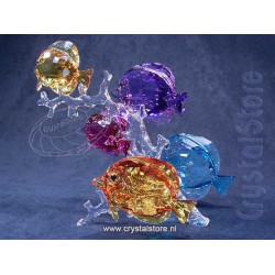 Rainbow Fish Family