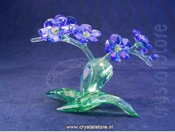 Paradise Forget me Not