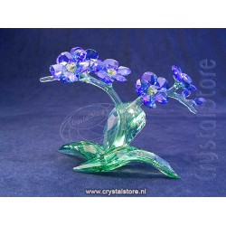 Paradise Forget me Not