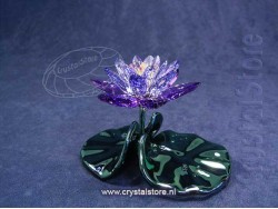 Waterlily, Blue Violet
