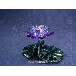 Waterlily, Blue Violet