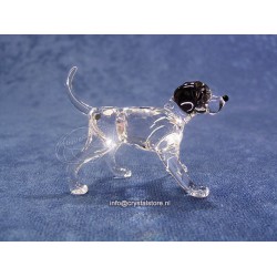 Dalmatian puppy standing