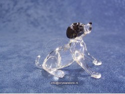 Dalmatian Puppy Sitting
