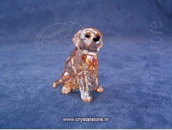 Golden Retriever Puppy zittend
