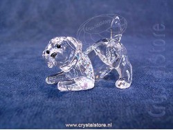Labrador Puppy Spelend