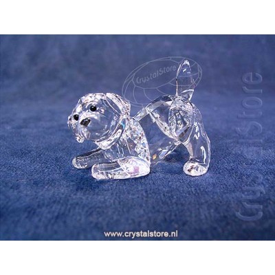 Labrador Puppy Playing