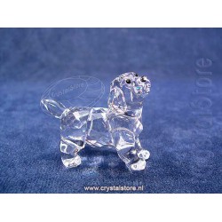 Labrador Puppy Standing
