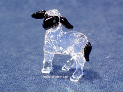 Zwartkoplammetje 