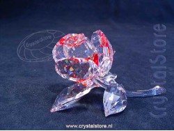 Bloeiende Roos - Rood Bloeiende Roos - Rood