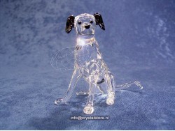 Dalmatian Mother Dalmatian Mother