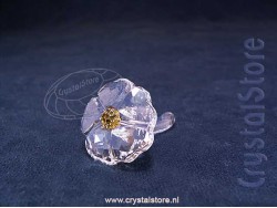 SCS Wild Flower