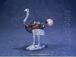 Elegance of Africa SCS Struisvogel Makena Elegance of Africa SCS Struisvogel Makena