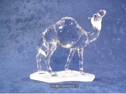 Camel (Dromedary)