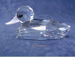 Mallard - Duck