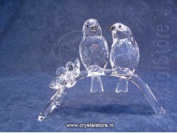 White-Eyes (Brilvogels)