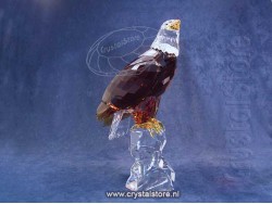 Amerikaanse Zeearend - Limited Edition