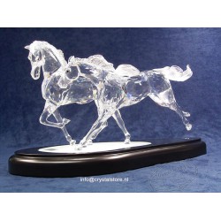 Wilde paarden