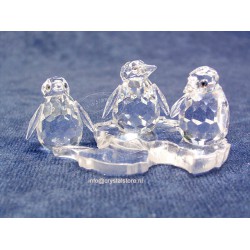 Baby Penguins 
