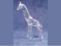 Giraffebaby