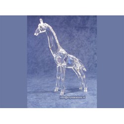 Giraffebaby