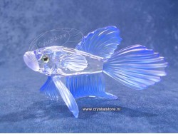 Siamese Fighting Fish Blue