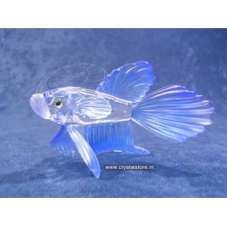 Siamese Fighting Fish Blue