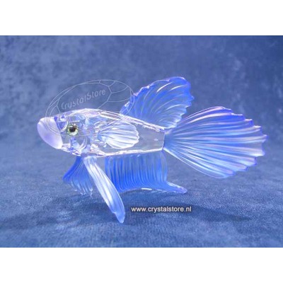 Siamese Fighting Fish Blue